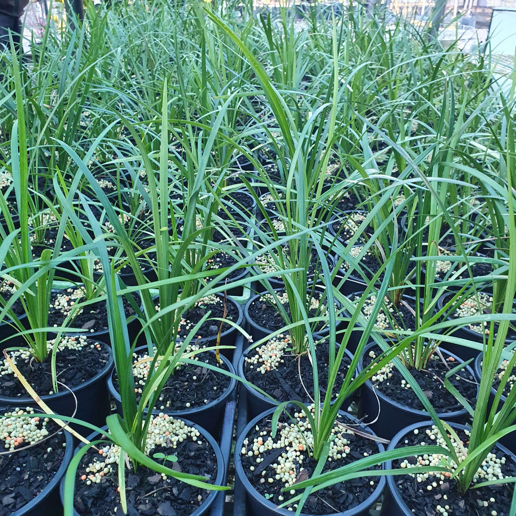 Liriope muscari 'Evergreen Giant'