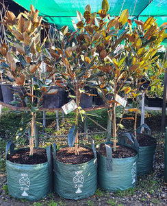 Magnolia grandiflora 'Little Gem'
