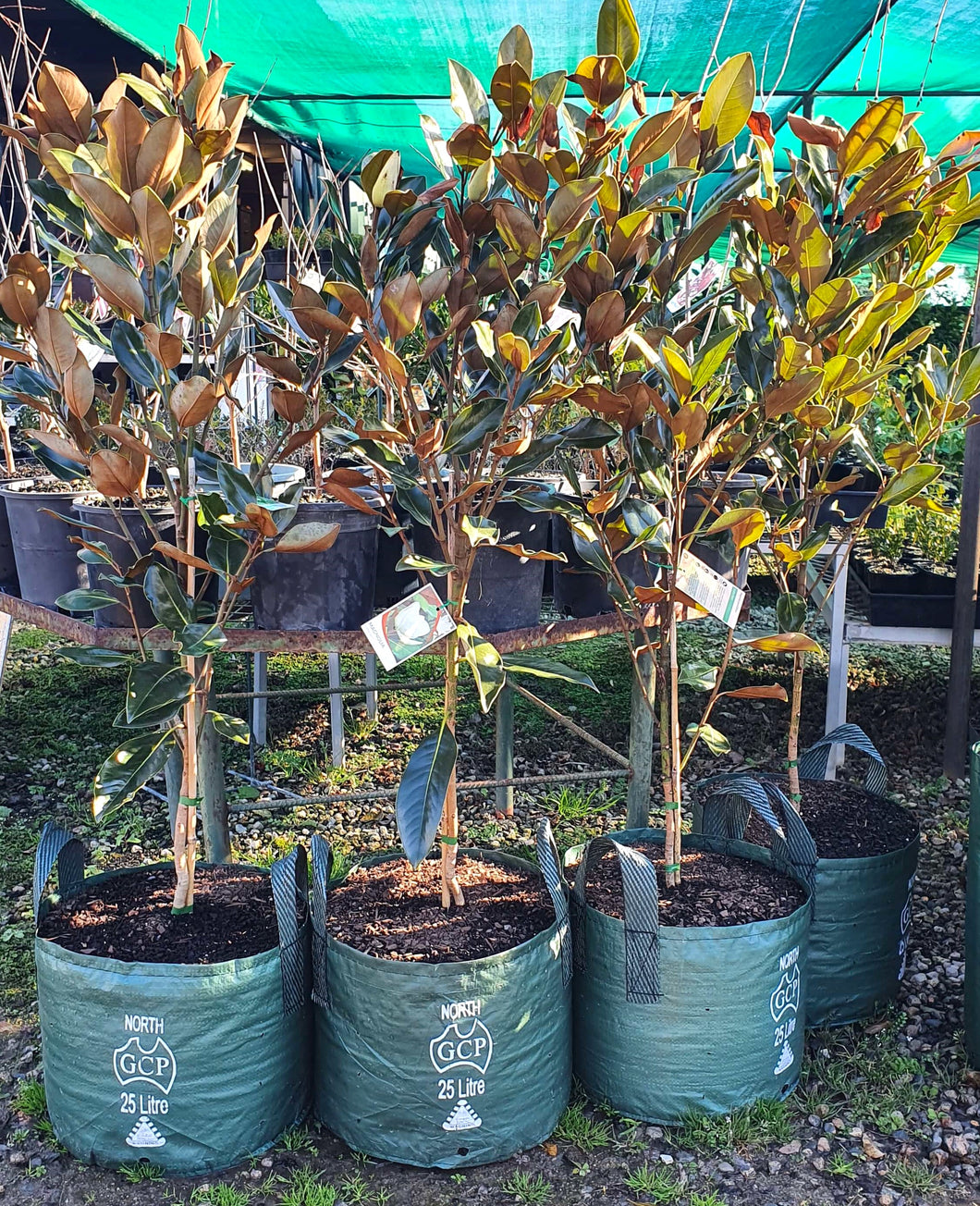Magnolia grandiflora 'Little Gem'