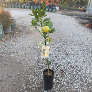 LEMON - Meyer