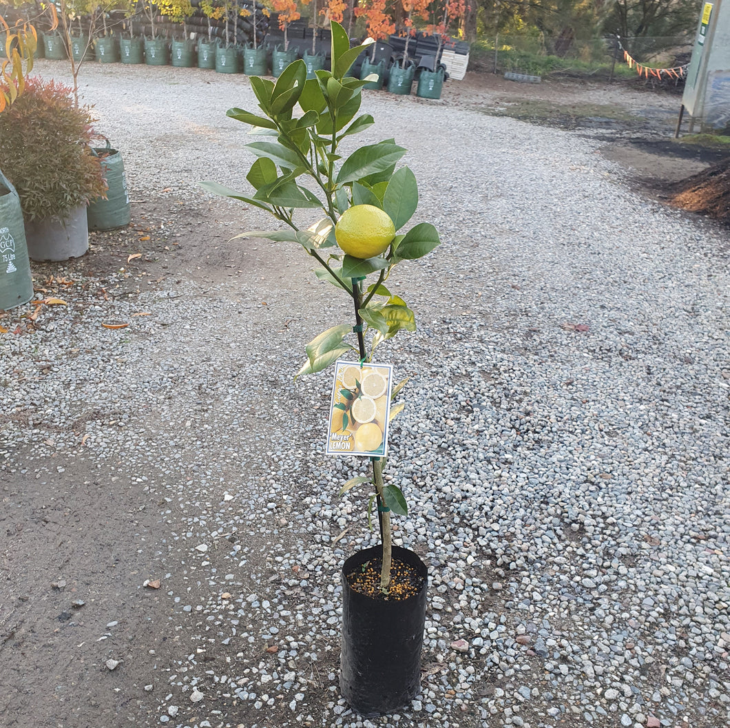 LEMON - Meyer