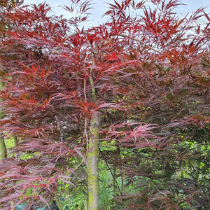 'Inaba Shidare' Weeping Japanese Maple