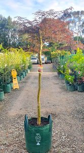 'Inaba Shidare' Weeping Japanese Maple