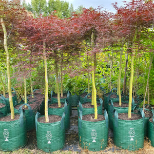 'Inaba Shidare' Weeping Japanese Maple