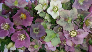 Hellebore - Winter Rose