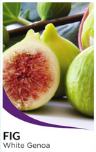 Load image into Gallery viewer, FIG - White Genoa
