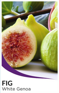 FIG - White Genoa