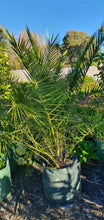 Load image into Gallery viewer, Canary Island Date Palm
