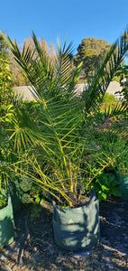 Canary Island Date Palm