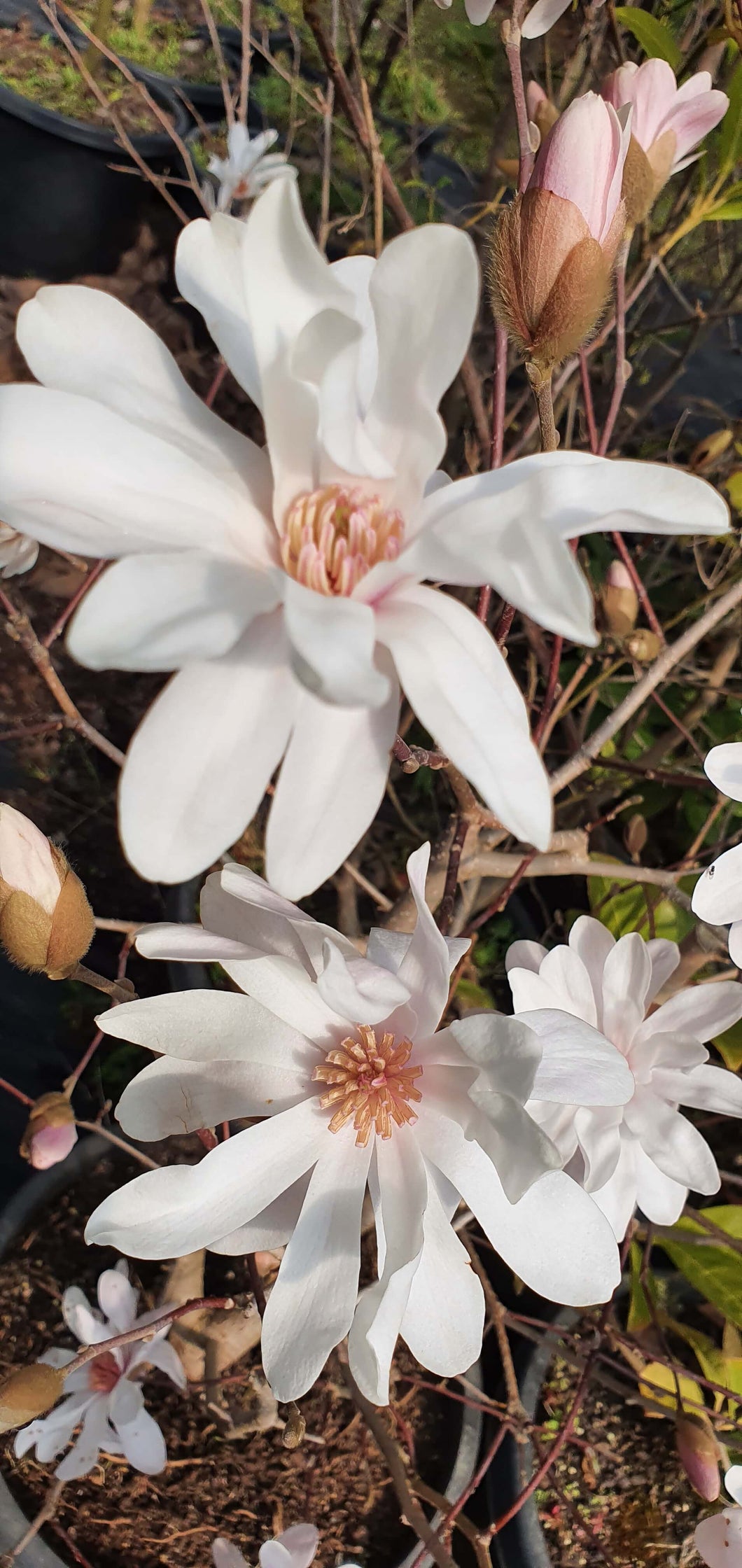 Magnolia 'Stellata'