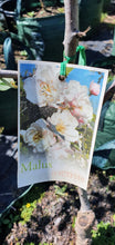 Load image into Gallery viewer, Flowering Crab Apple ~ Malus ioensis
