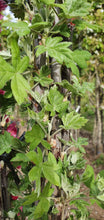 Load image into Gallery viewer, White Flowering Crab Apple ~ Malus trilobata
