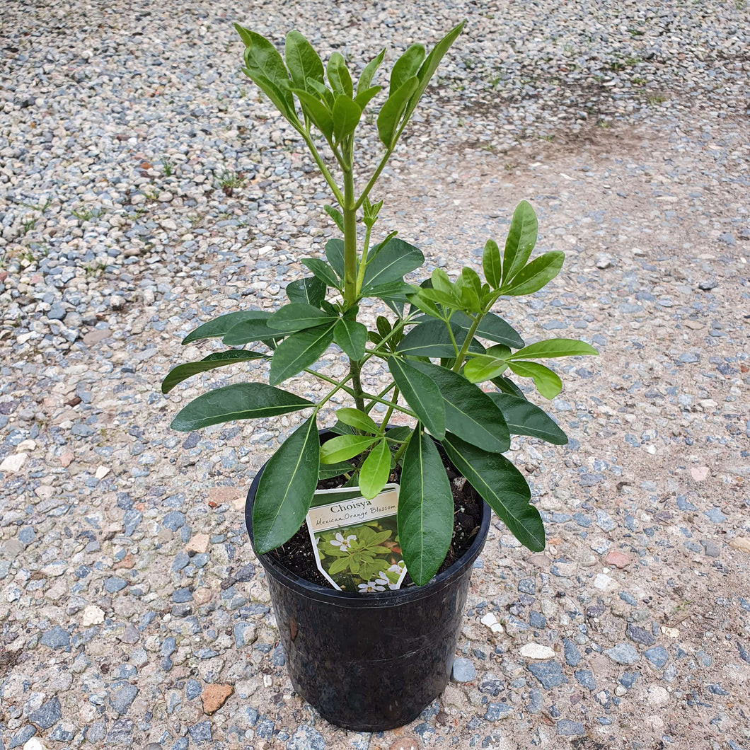 Choisya Tenata ~ Mexican Orange Blossom