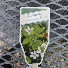 Load image into Gallery viewer, Choisya Tenata ~ Mexican Orange Blossom
