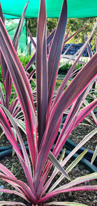 Cordyline Australis 'Pink Passion'