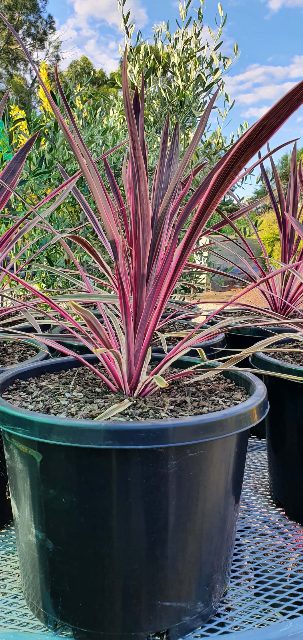 Cordyline Australis 'Pink Passion'