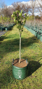Populus simonii