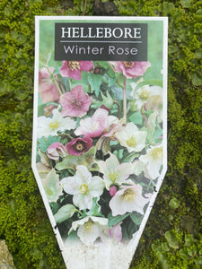 Hellebore - Winter Rose