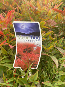 Nandina 'Moon Bay'