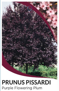Purple Flowering Plum ~ Prunus pissardi 'nigra'