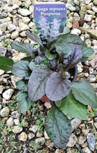 Load image into Gallery viewer, Ajuga reptans &#39;Purpurea&#39;
