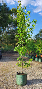 Capital Pear ~ Pyrus calleryana