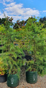 Cedrus deodara