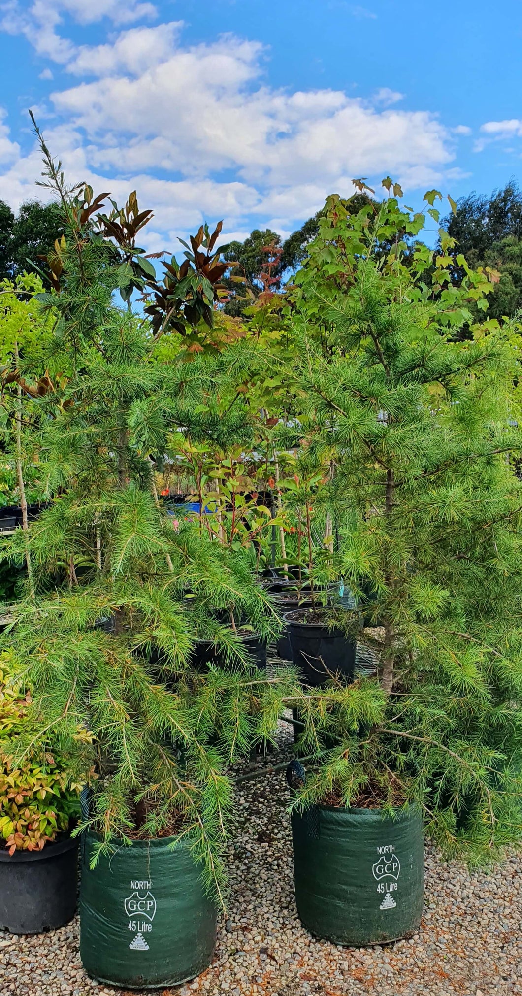 Cedrus deodara