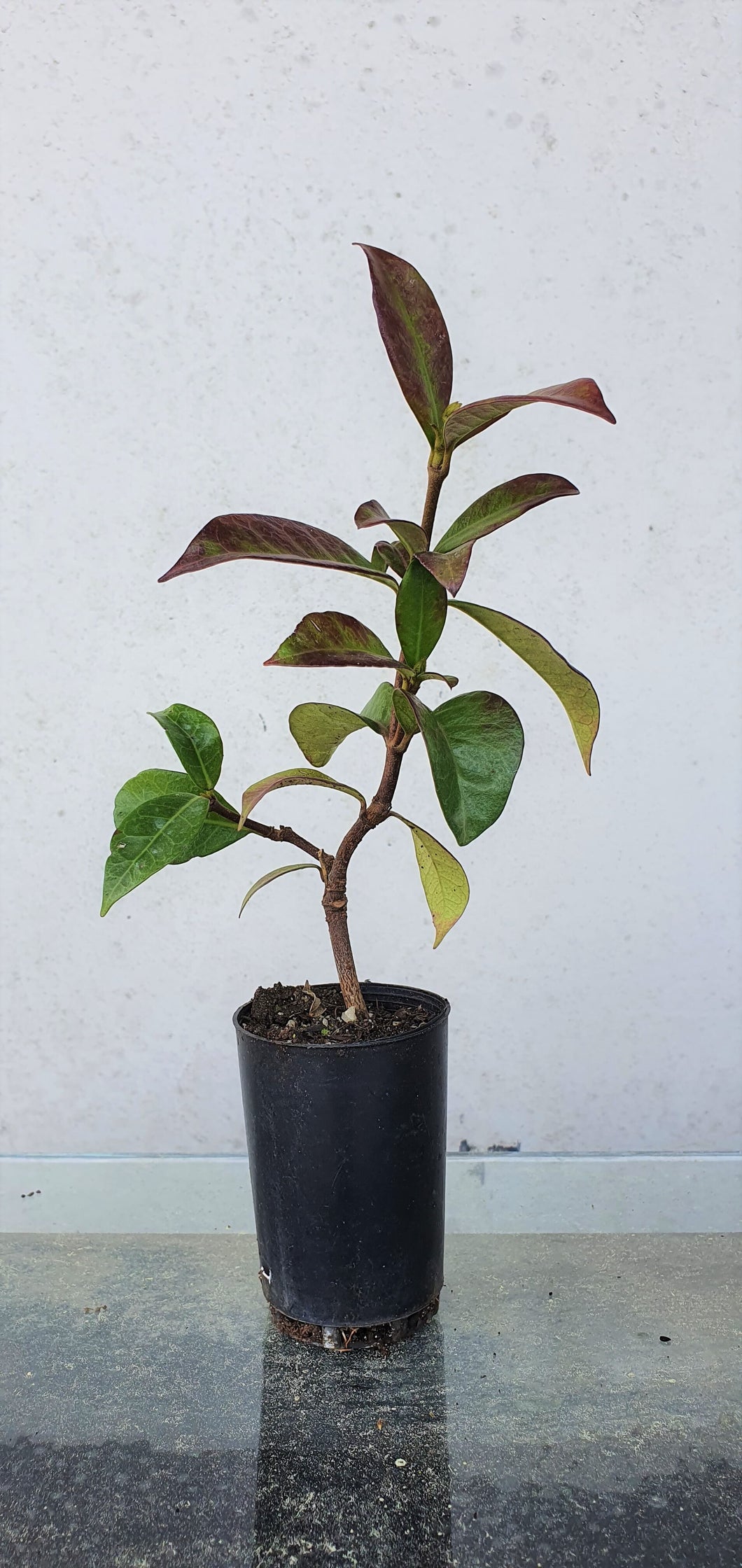 Chinese Star Jasmine