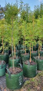 Claret Ash 'Raywood'