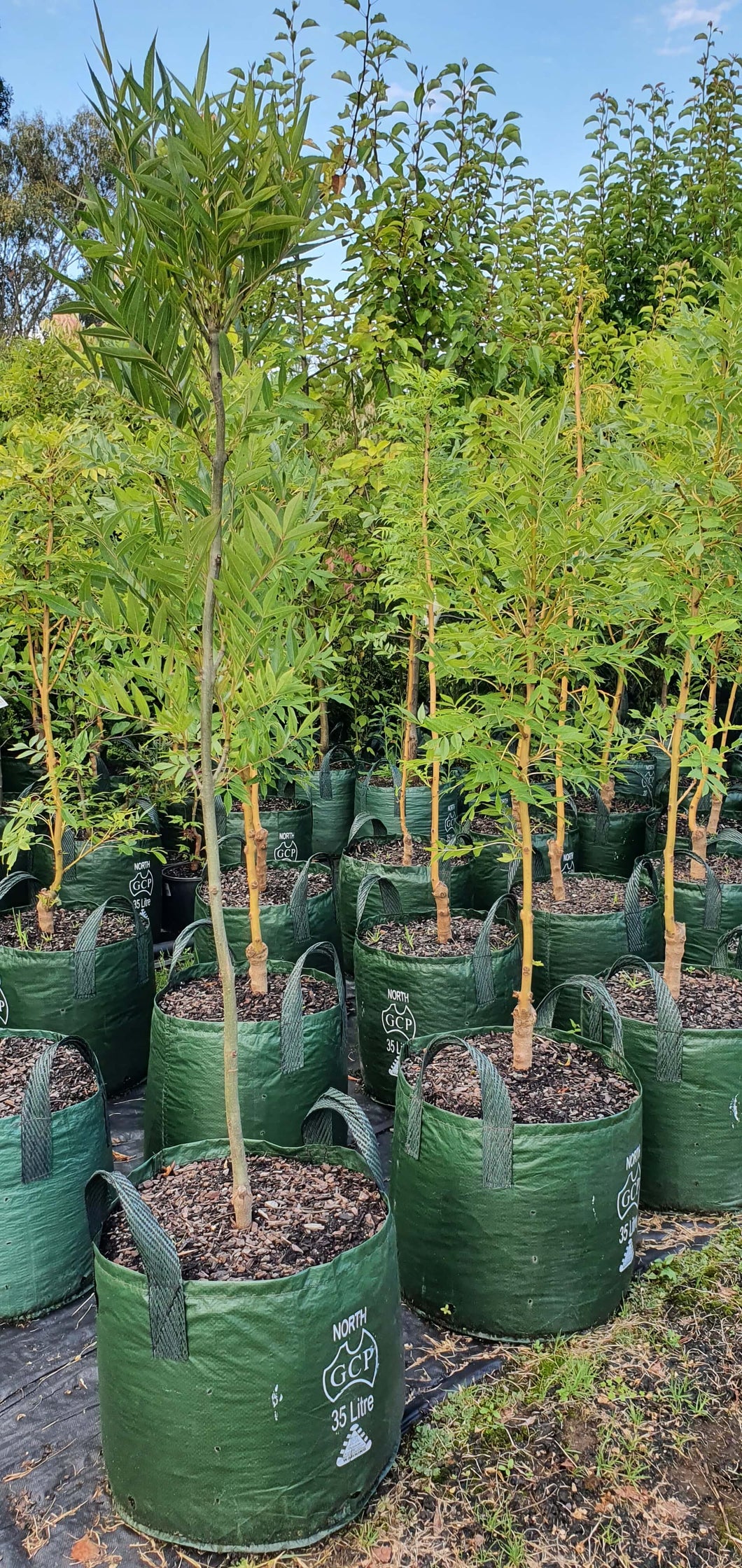 Claret Ash 'Raywood'