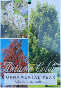 Cleveland Select ~ Pyrus calleryana