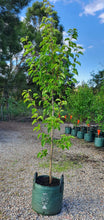 Load image into Gallery viewer, Cleveland Select ~ Pyrus calleryana
