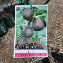 Load image into Gallery viewer, FIG - Black Genoa
