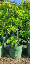 Load image into Gallery viewer, FIG - Black Genoa
