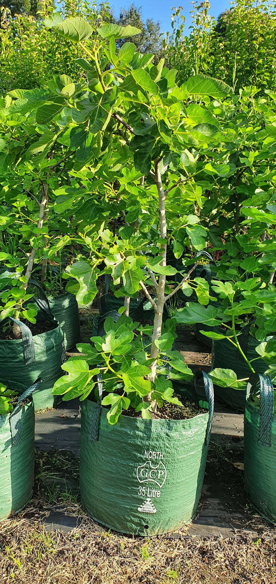 FIG - Black Genoa