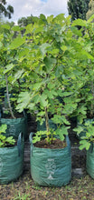 Load image into Gallery viewer, FIG - White Genoa
