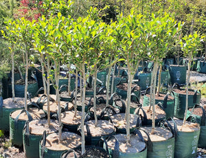 Populus simonii