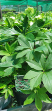 Load image into Gallery viewer, Hellebore - Winter Rose
