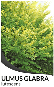 Golden Elm – Ulmus glabra 'Lutescens'
