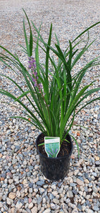 Liriope muscari 'Evergreen Giant'