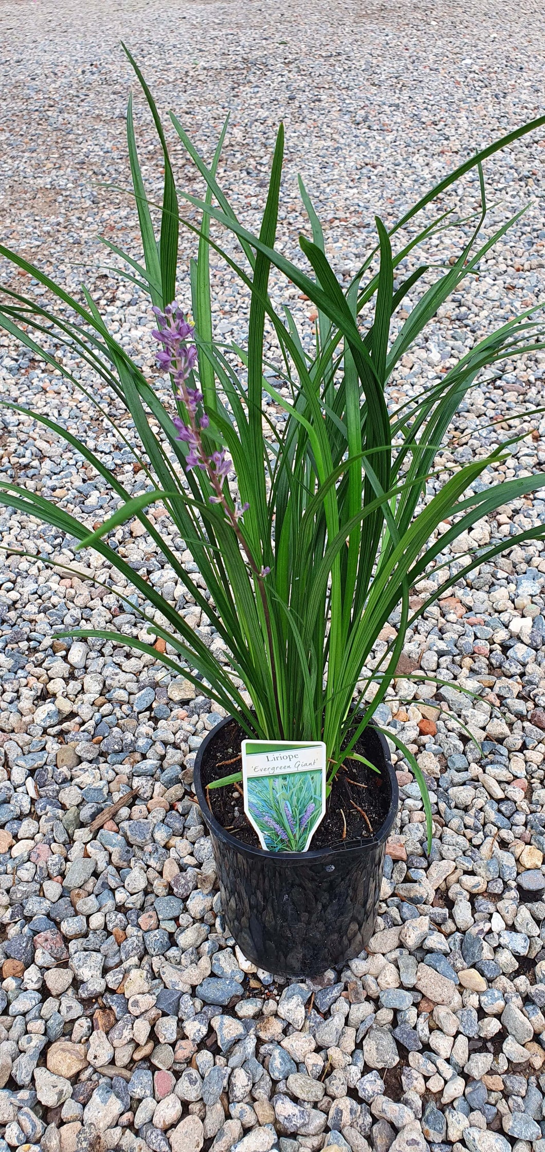 Liriope muscari 'Evergreen Giant'