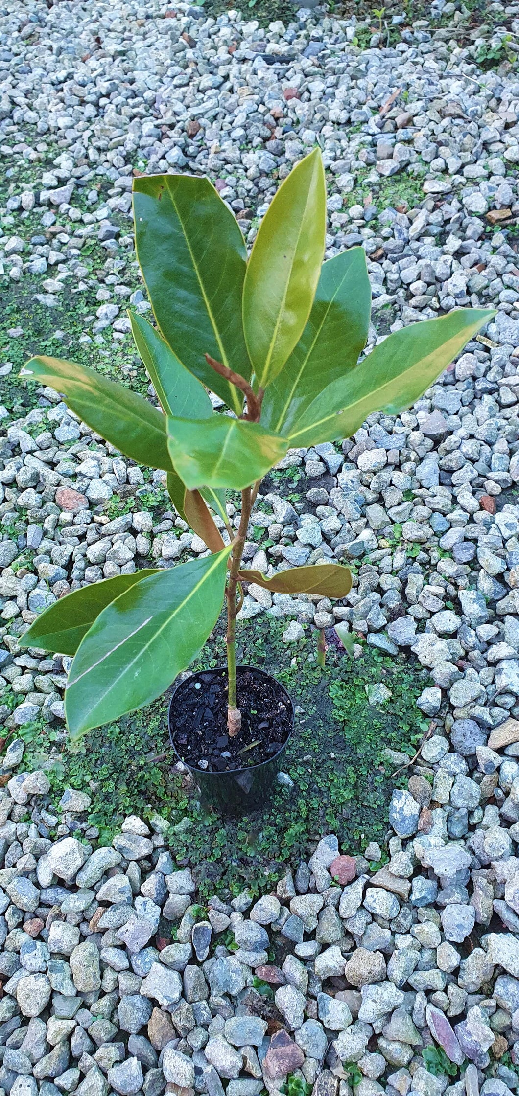 Magnolia Little Gem