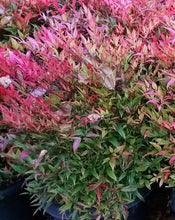 Load image into Gallery viewer, Nandina &#39;Moon Bay&#39;
