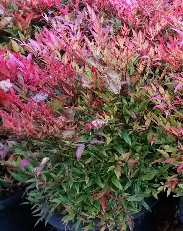 Nandina 'Moon Bay'