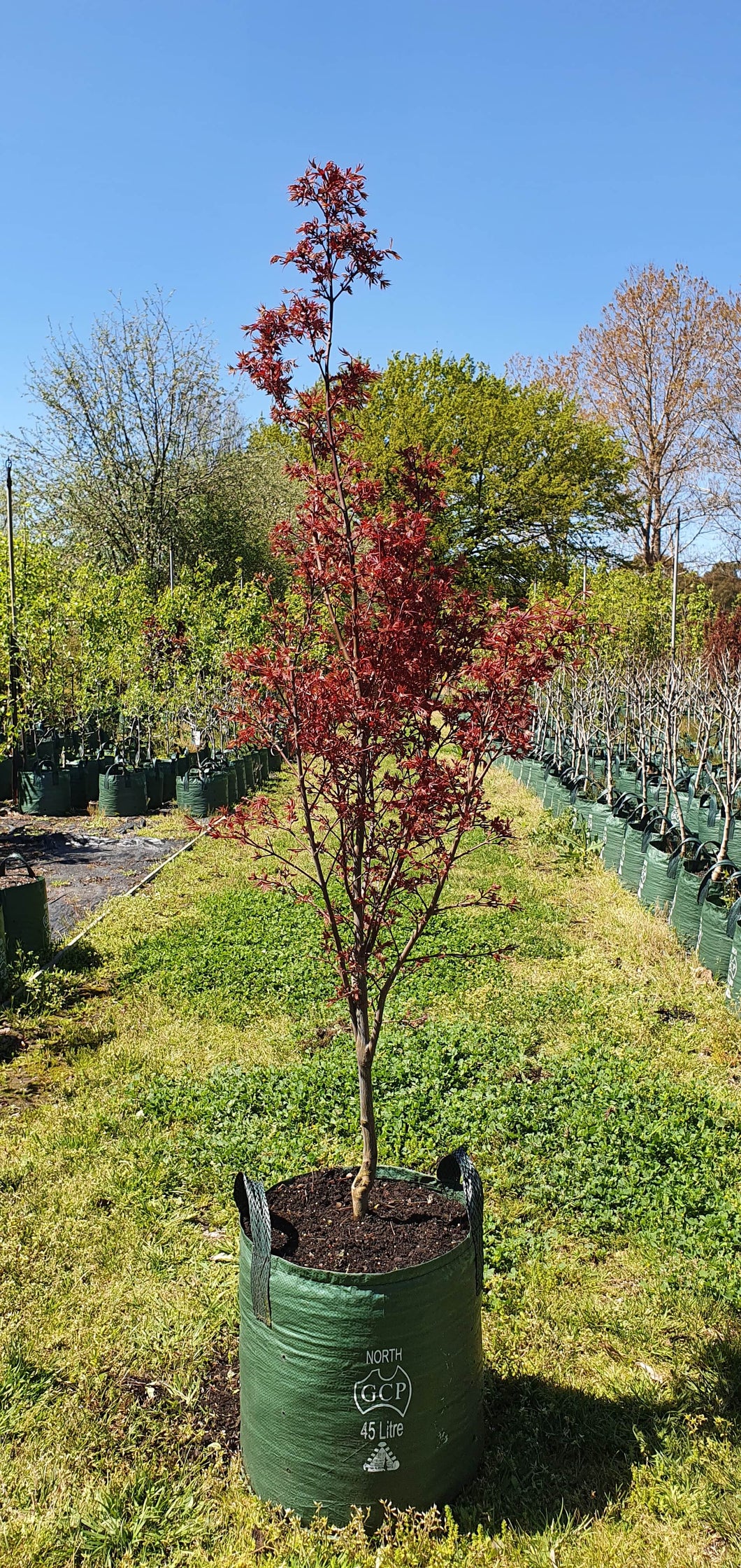 Purple Flowering Plum ~ Prunus pissardi 'nigra'