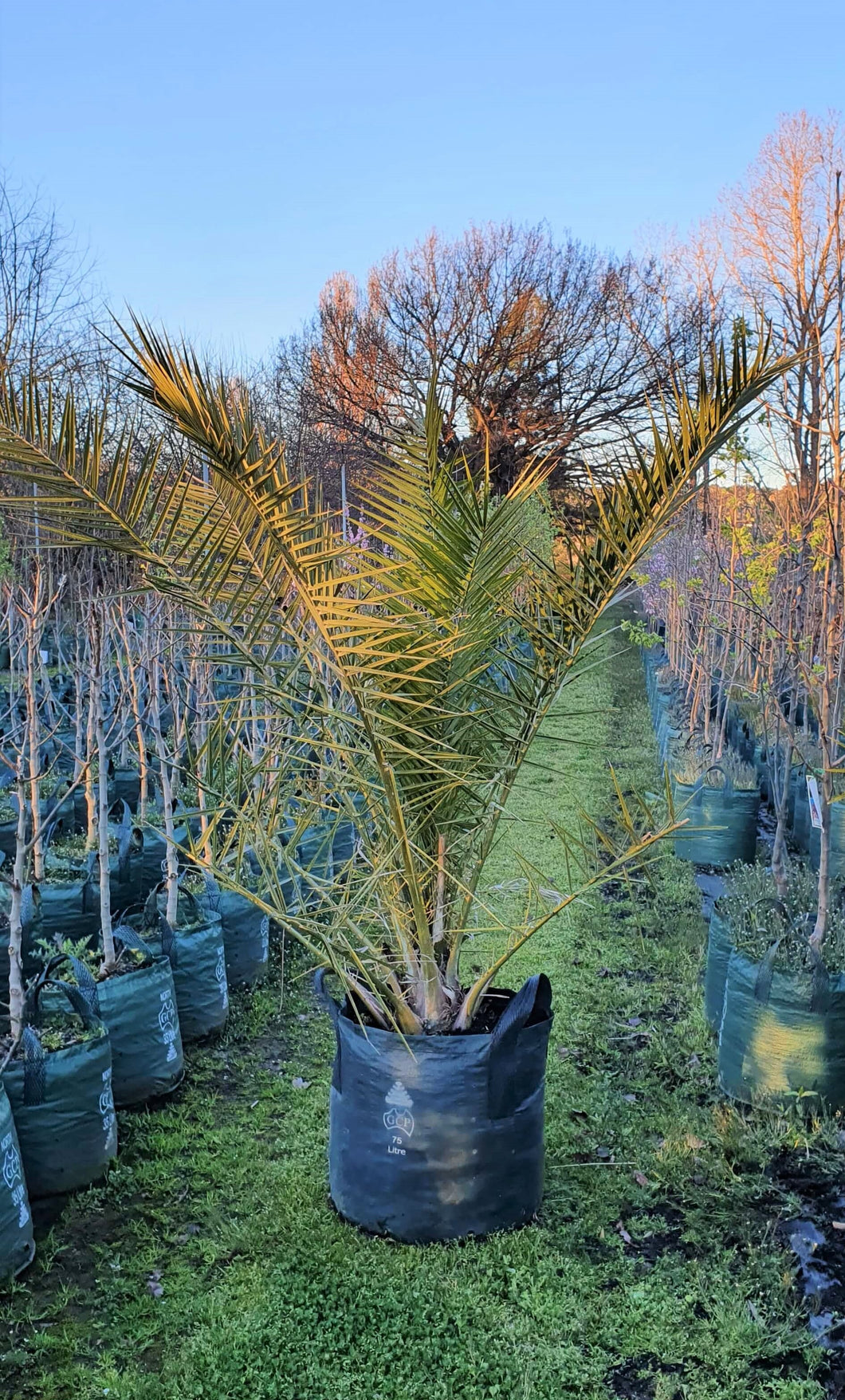 Canary Island Date Palm
