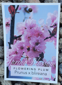 Flowering Plum ~ Prunus x Blireiana