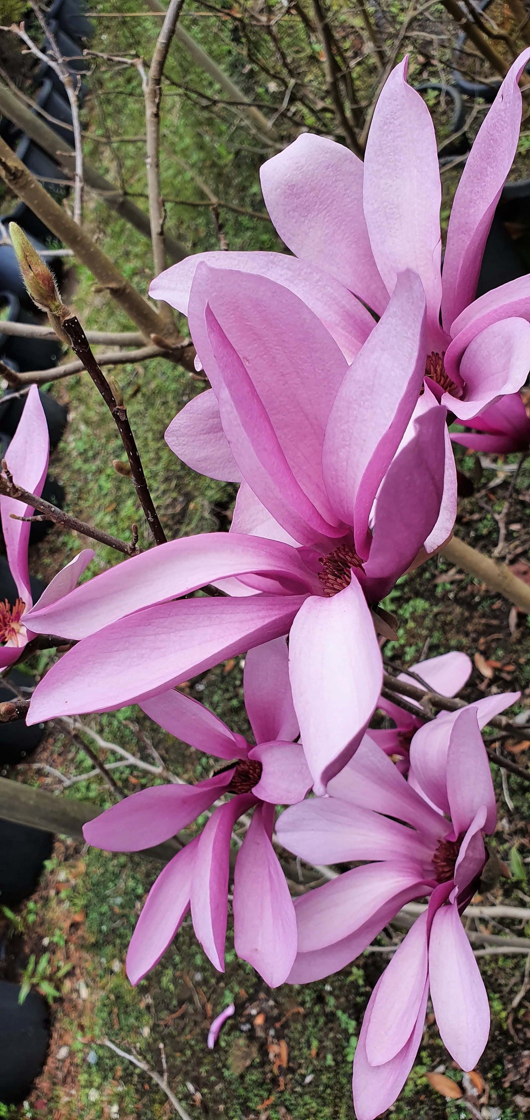 Magnolia 'Ricki'