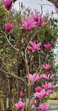 Load image into Gallery viewer, Magnolia &#39;Ricki&#39;
